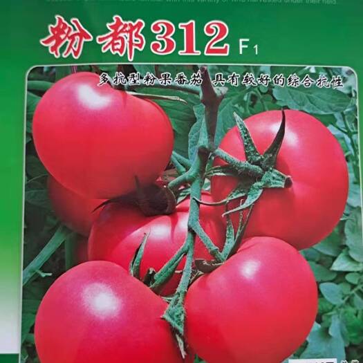 郑州粉果番茄种子