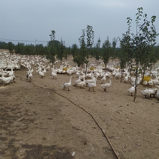 洛阳肉鹅 8-10斤 统货 半圈养半散养 