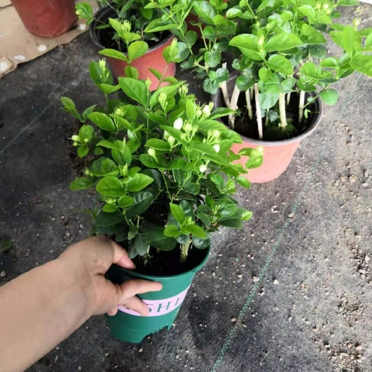 广州茉莉花基地直销室内观赏盆栽带花带花苞发货