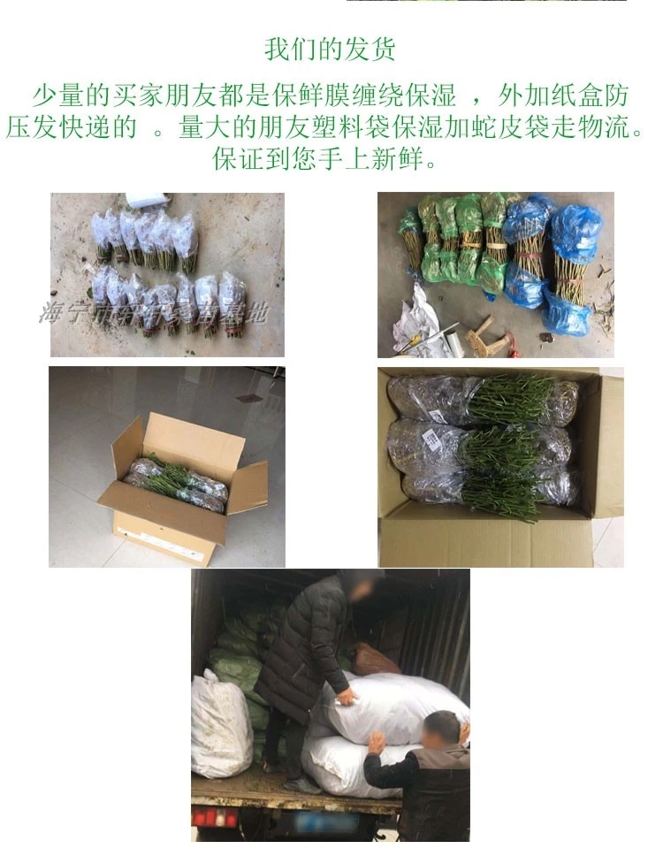 桑树苗  强桑1号 养蚕专用大叶桑苗  强桑一号