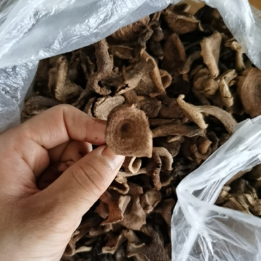 卢龙县蘑菇 野生干香蘑，做香料用