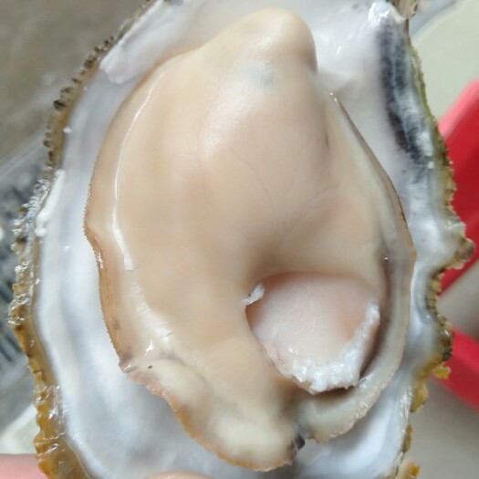 广州三倍体生蚝 精品三倍体