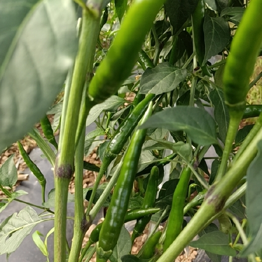 鹤庆县预售朝天椒10cm左右
