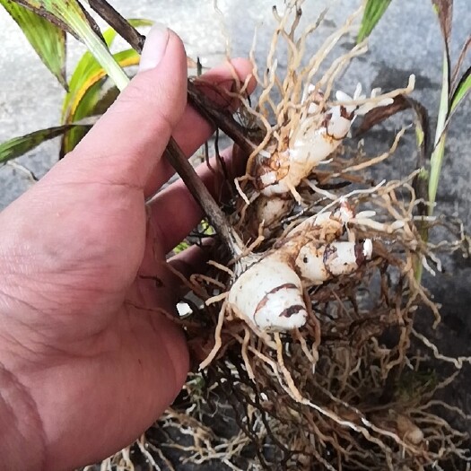 贵定县白及 一手货源！紫花三叉白芨大量供货