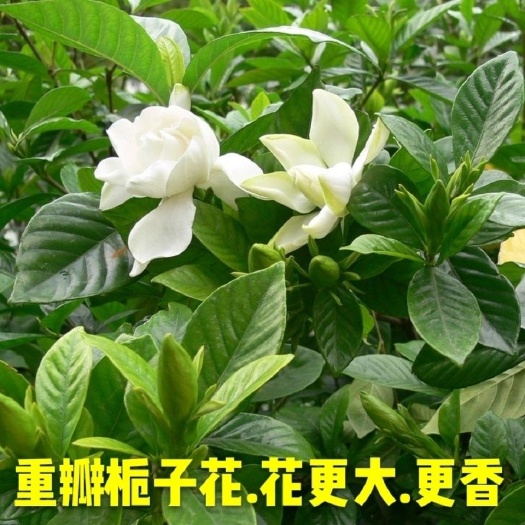 咸宁栀子花栀子花苗大叶栀子花小叶栀子花苗批发