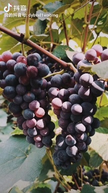 昆明酿酒葡萄 云南省昆明市呈贡区 