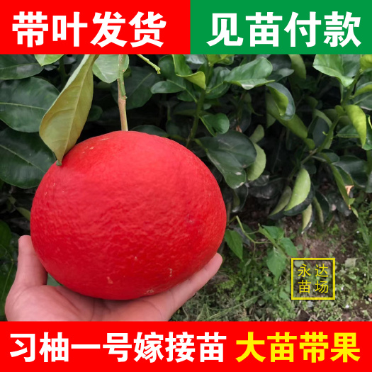 平和县红心柚苗  习柚一号柚苗，中国红柚苗，南瓜红柚苗，习柚习柚一
