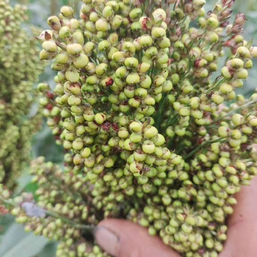 红高粱，酿造型,凤杂31,即将成熟