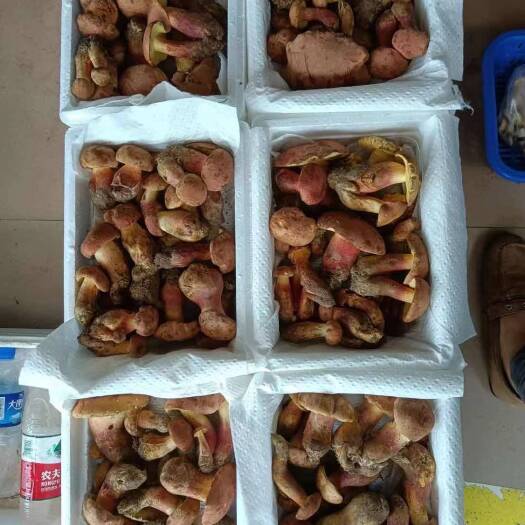 南华县 云南野生红菇急售
