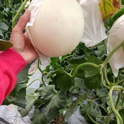 饶阳县玉菇甜瓜大量供应，口感特甜，价格便宜，发往全国
