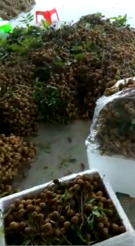 广西   石硖龙眼上市  量大价低