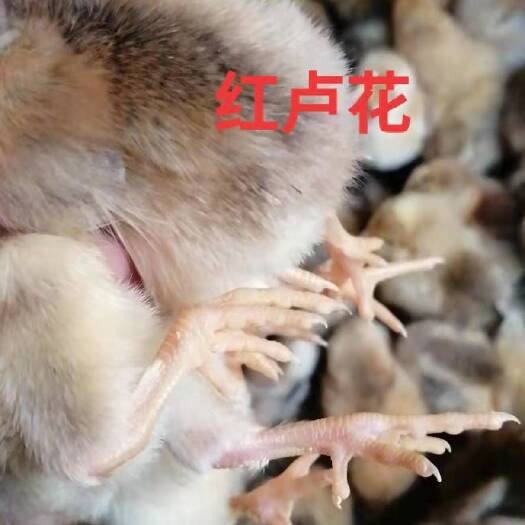 广州鸡苗 红芦花公苗
