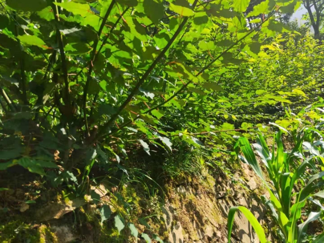 通草苗 种植只需一次，年年收益，效益稳定，管理简单。