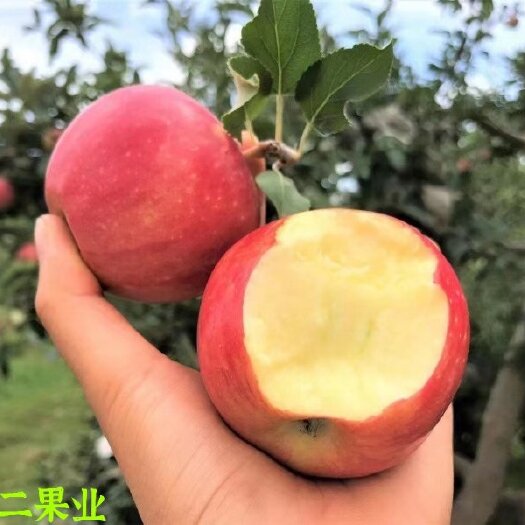 新疆阿克苏嘎啦苹果新鲜色泽红艳脆甜多汁包邮一件代发