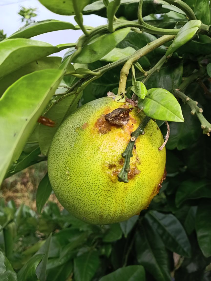 柚子树生了黄龙病有什么方法治吗