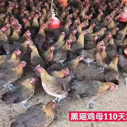 广州 黑瑶公/母 鸡苗