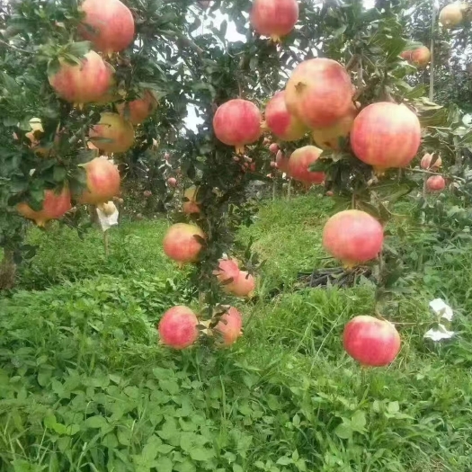 永胜县 云南省丽江市永胜县突尼斯软籽石榴