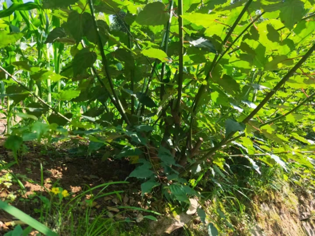 通草苗 种植只需一次，年年收益，效益稳定，管理简单。