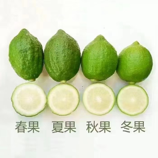 灵山县广东香水柠檬苗，香水柠檬苗，自育自卖包正品，24小时发货