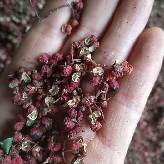 花椒