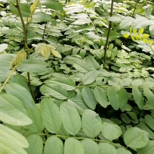宁强县刺槐苗大量货源，多种规格，可满足不同客户需求。