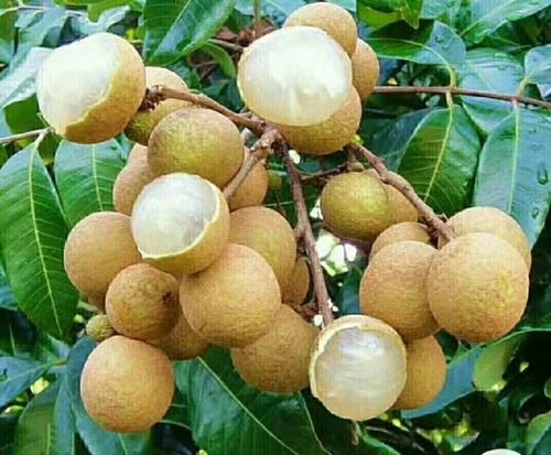 灵山县石峡龙眼苗  四季龙眼苗