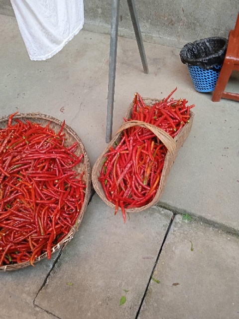 竹溪县艳红辣椒 自己基地种植的线椒上市了！欢迎采购批发！