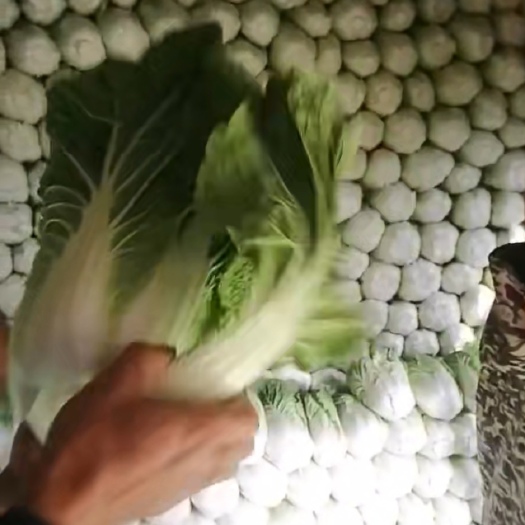 蔚县包尖白菜  无公害万亩高山旱地大白菜