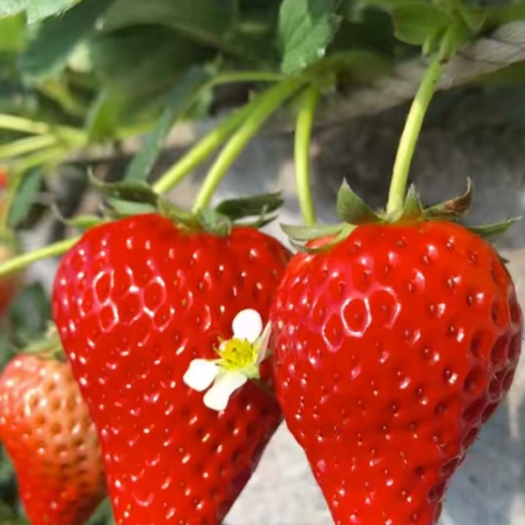 泰安红颜草莓苗一级苗赠送种植资料和技术
