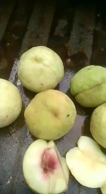 威县 千亩桃园基地，现有乳白桃，落地桃