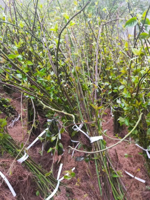 通草苗  通草种苗批发零售