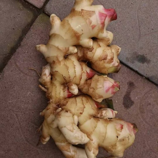 行唐县面姜  现出售红芽姜有要的联系