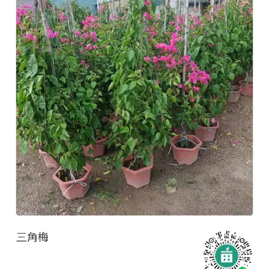 漳平市大红三角梅  三角梅，福建龙岩种植批发基地 ，你各位老板来实地考察