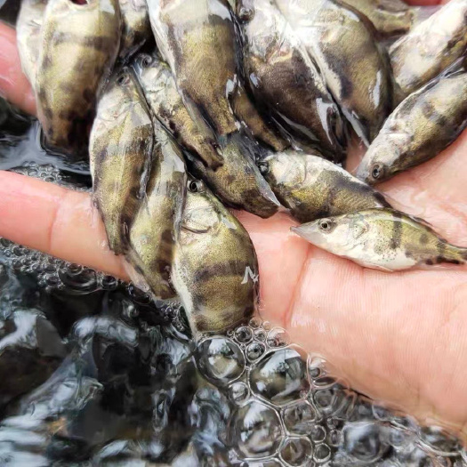 南宁桂鱼苗  经本苗场培育的桂花鱼苗品种优良，抗病能力强成活率高