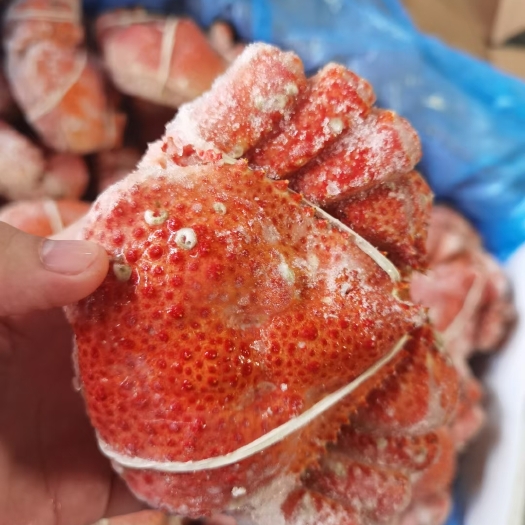 上海 智利雪蟹