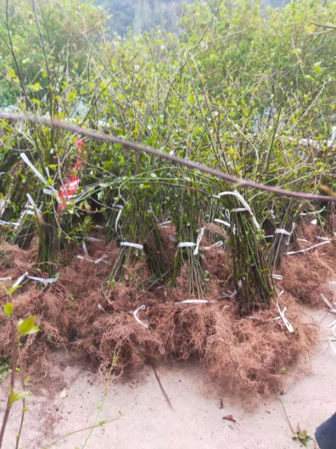 通草苗  通草种苗批发零售