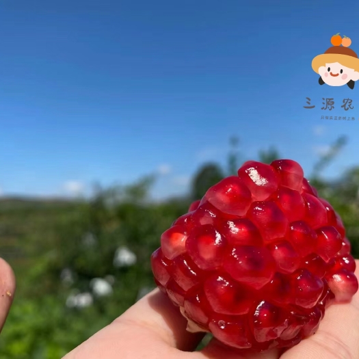 德昌县 散落人间的红宝石~突尼斯软籽石榴