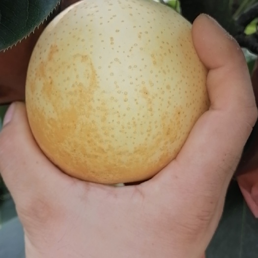 方城县黄金梨大量现货需要的话可以详谈