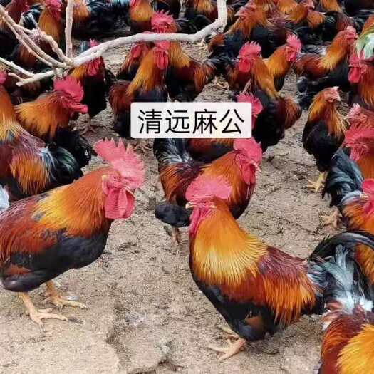 广州清远麻二公/母 鸡苗