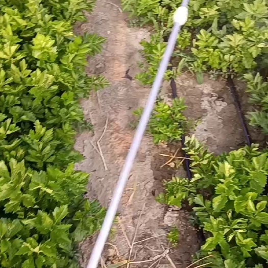 西芹 芹菜1313333