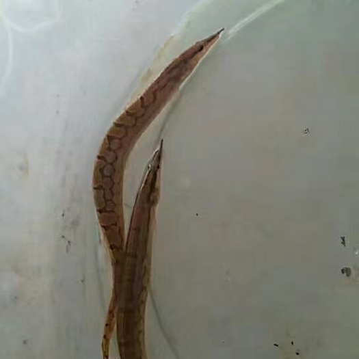 南宁刺秋鱼苗  大量批发