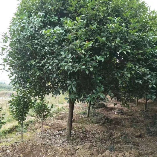 松滋市精品桂花树，金桂，八月桂，四季桂，1～25公分