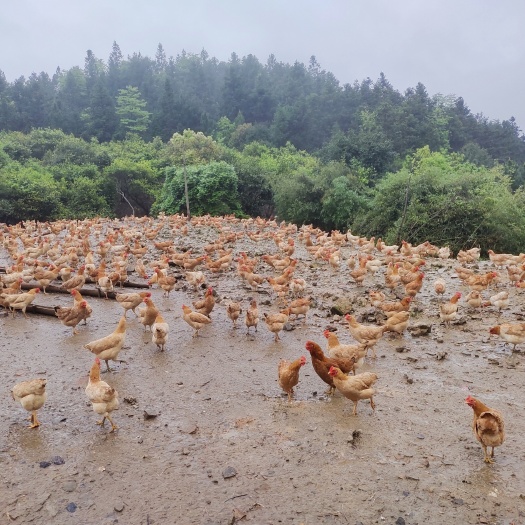 宜章县衡阳土鸡