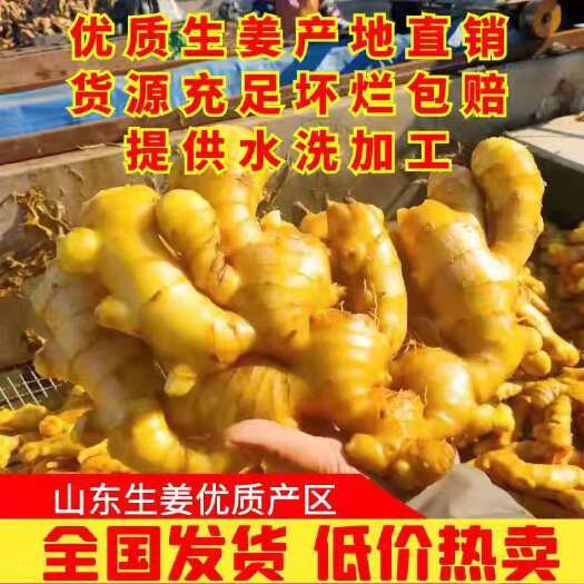 沂水县 新鲜小黄姜《电商 商超 批发》产地直供质优价廉，货源充足