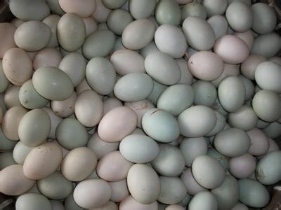 正阳县土鸭蛋  批发供应散养土鸭鲜鸭蛋