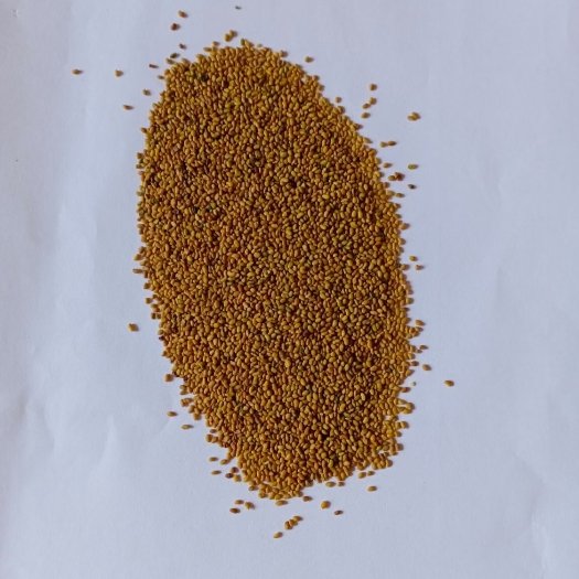 酒泉紫花苜蓿种子  优质紫花苜蓿草种出售（国标一级草种）