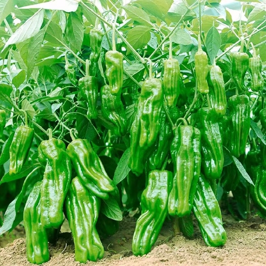 兰陵县青椒苗 优质辣椒苗