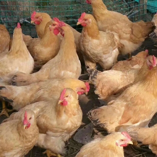 衡阳三黄鸡苗，热销正宗三黄鸡苗，