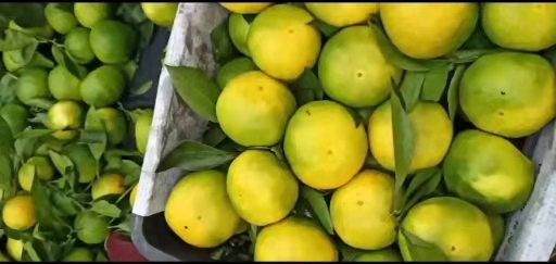 特早蜜桔大量上市。产地直销！！甜似蜜。气死糖。不信你来尝一