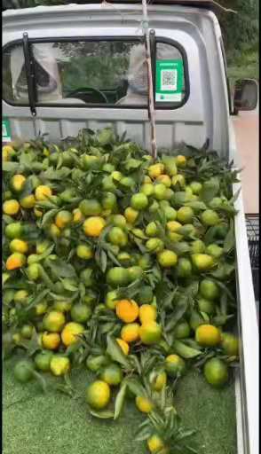 特早蜜桔大量上市。产地直销！！甜似蜜。气死糖。不信你来尝一